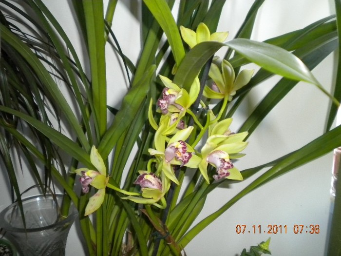 DSCN1384[1] - orhidee 2011