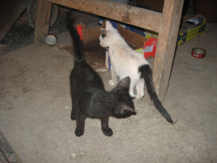 IMG_1425 - Azorica pisicile Lili si gaini