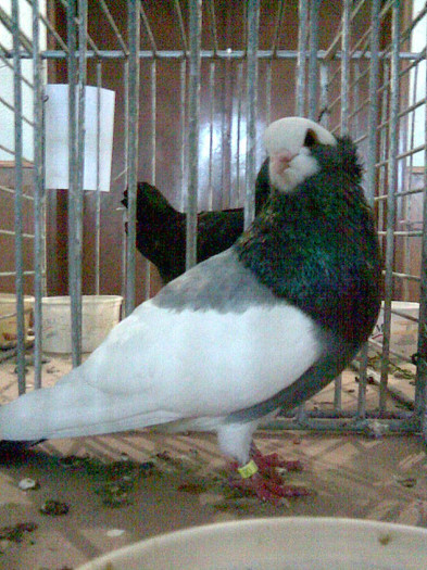 COMARON CHEC - POZE PORUMBEI EXPOZITII