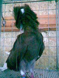 Gulerat 2 - POZE PORUMBEI EXPOZITII