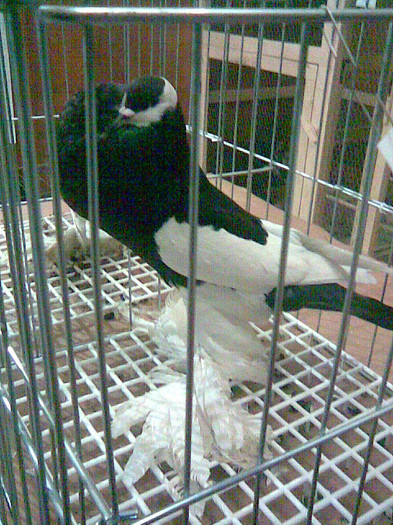 GUSAT CEH NEGRU - POZE PORUMBEI EXPOZITII