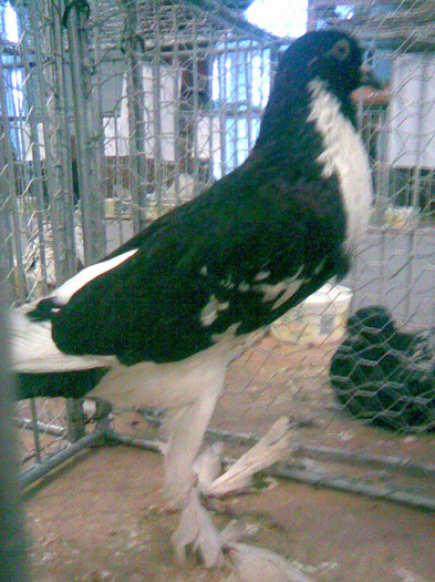 Guşat ENGLEZ NEGRU - POZE PORUMBEI EXPOZITII