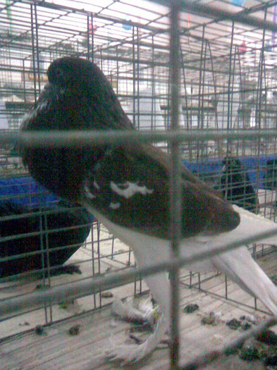 Guşat ENGLEZ ROSU - POZE PORUMBEI EXPOZITII