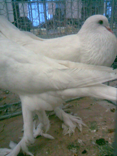 Guşaţi ENGLEZI ALBI - POZE PORUMBEI EXPOZITII