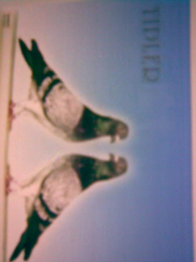 Imag015 - POZE PORUMBEI EXPOZITII