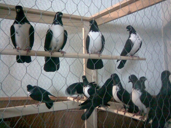 Imag027 - POZE PORUMBEI EXPOZITII