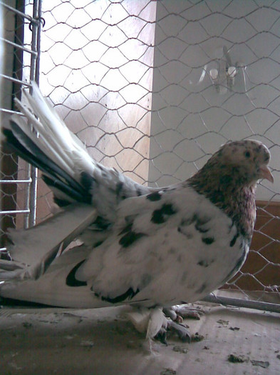 ImagROLLER - POZE PORUMBEI EXPOZITII