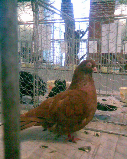 Juc.ardelenesc rosu - POZE PORUMBEI EXPOZITII