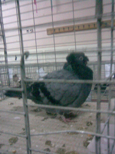 Juc.moţat ardelenesc - POZE PORUMBEI EXPOZITII