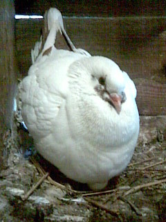 King UTILITAR - POZE PORUMBEI EXPOZITII