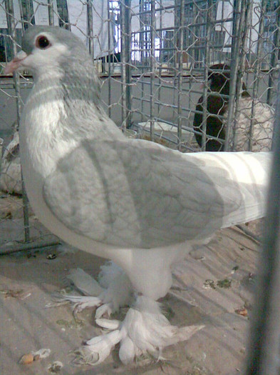 LAHORE GRI - POZE PORUMBEI EXPOZITII