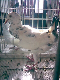 Maltez - POZE PORUMBEI EXPOZITII