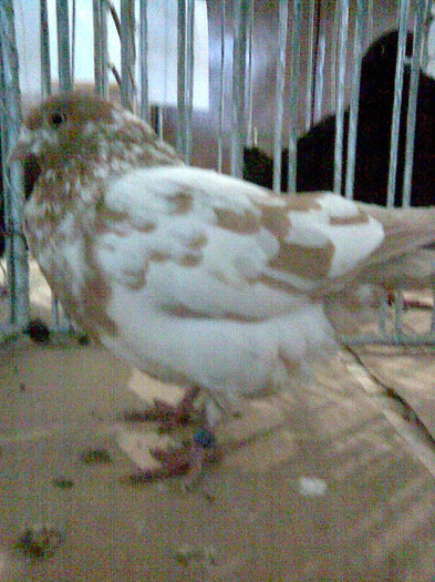 TIPLER GALBEN - POZE PORUMBEI EXPOZITII