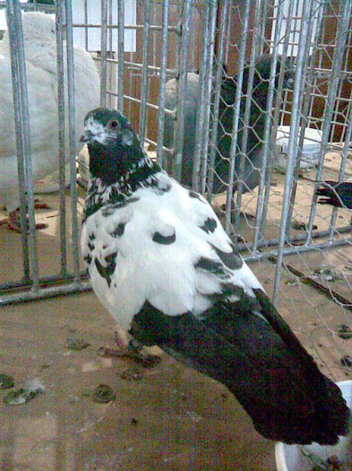 TIPLER NEGRU - POZE PORUMBEI EXPOZITII