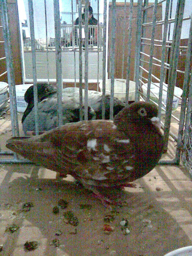 TIPLER ROSU - POZE PORUMBEI EXPOZITII