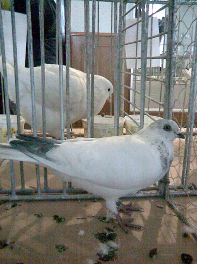 ZBURATOR DE BUDAPESTA1