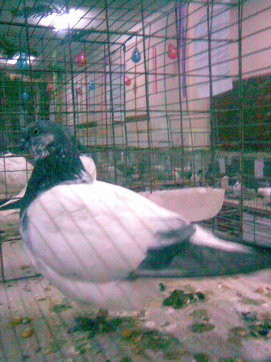 ZBURATOR DE BUDAPESTA2