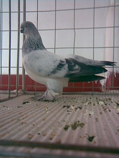 Zburător de Airarcan