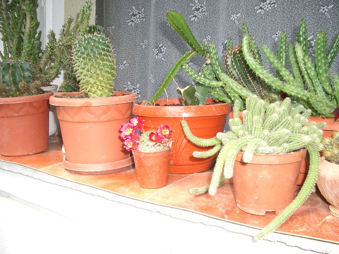 2006 cactusi 5 - flori 2006