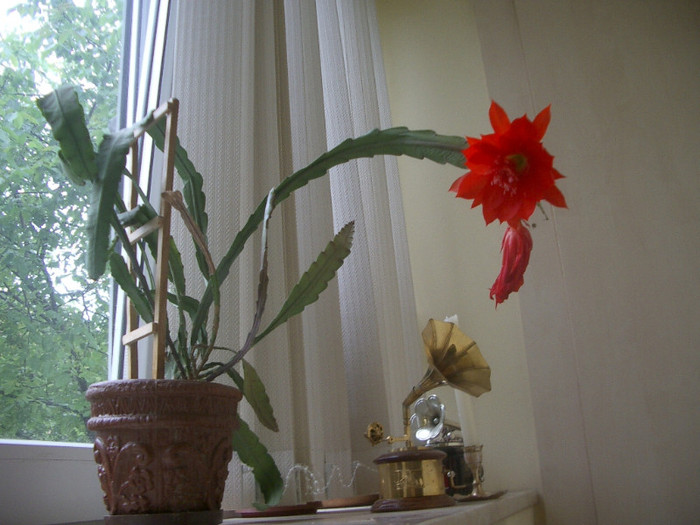 cactus 19 iunie 2006 - flori 2006
