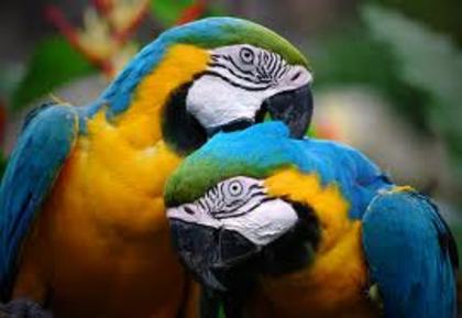 papagali superbi - imagini papagali