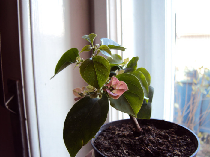 atat de mic si harnicut din cale-afara - Bougainvillea