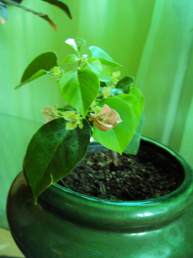 ... se pregateste - Bougainvillea