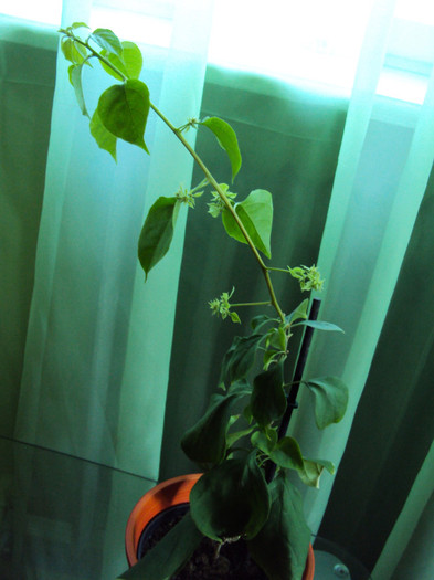 e atat de firav! - Bougainvillea