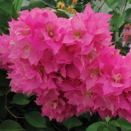PAGODAPINK - Bougainvillea