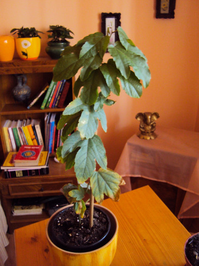 passi vitifolia - Passiflora