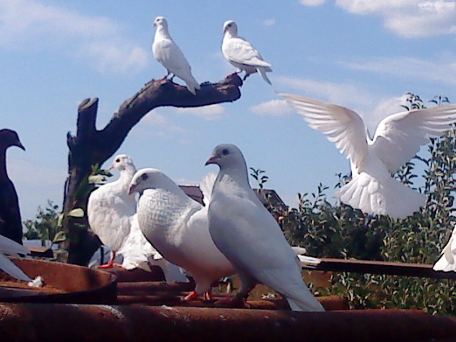 DSC01603 - Albi Standard si Voltati