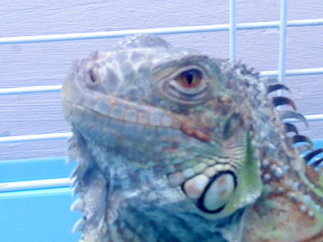 DSC02063 - Nou venita - iguana