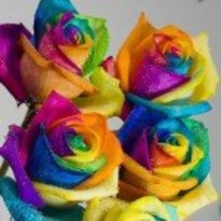 trandafiri-multicolori-150x150 - k curcubeu
