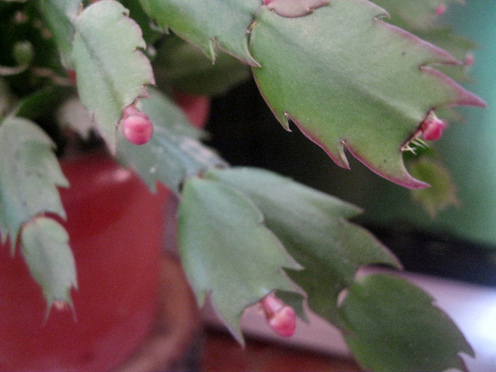 cu bobocei roz - Schlumbergera-11-12