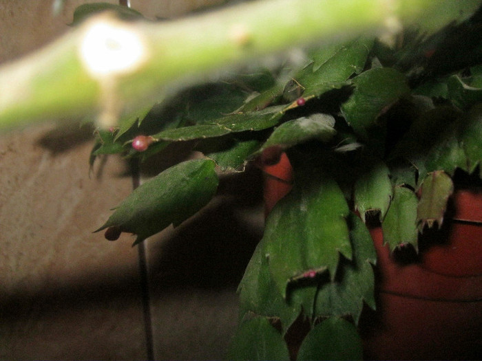  - Schlumbergera-11-12