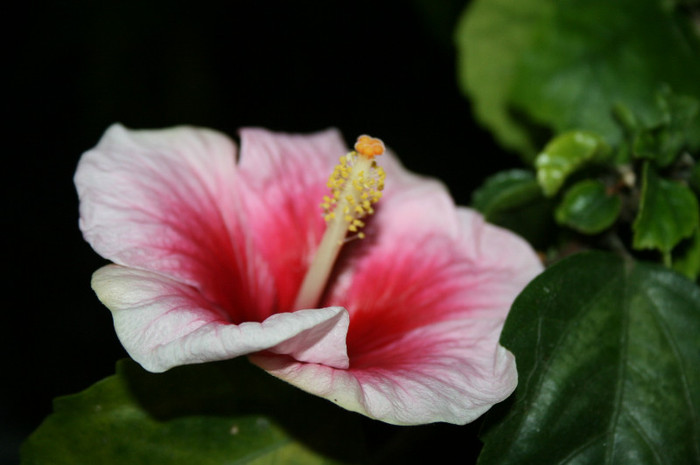 Pink Dream3 Multumesc, corinap :-) - Hibiscus - Colectie veche - nu-i mai am