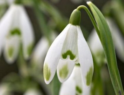 Eu cand eram floare - Niste flori speciale