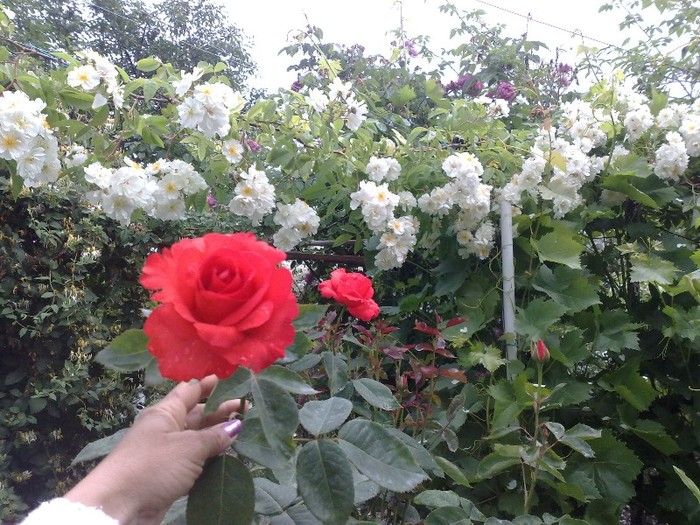 10.06.2011 bobby j si tanor star