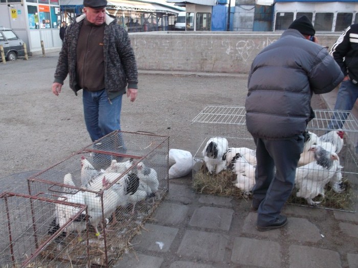 bijuterii galinacee de Cluj