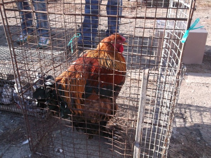 Io mis cocos.....adevarat...... Io mis cocos.....adevarat......