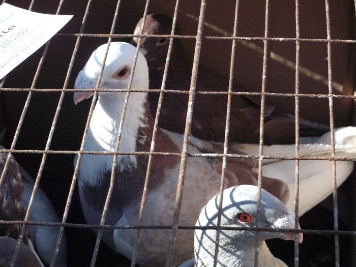 .....atunci eu sunt vultur. .....atunci eu sunt vultur.