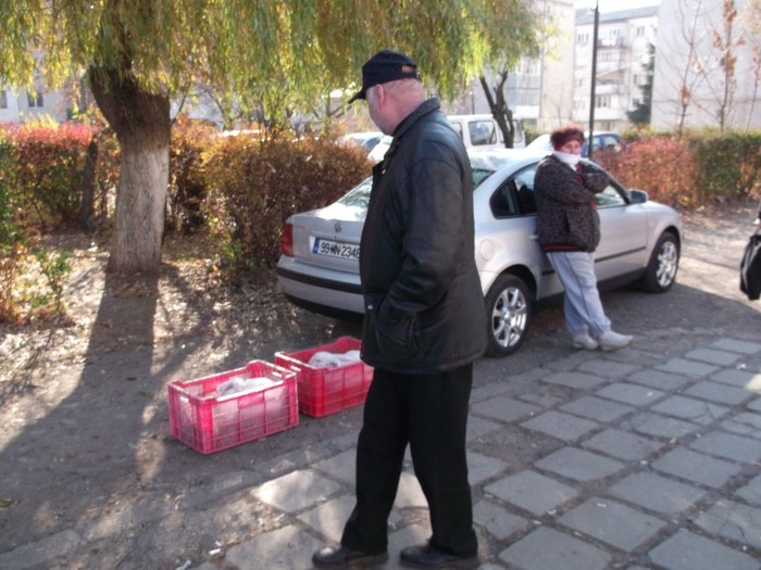 PICA IEPURE "MALAIETZ" PICA IEPURE "MALAIETZ"