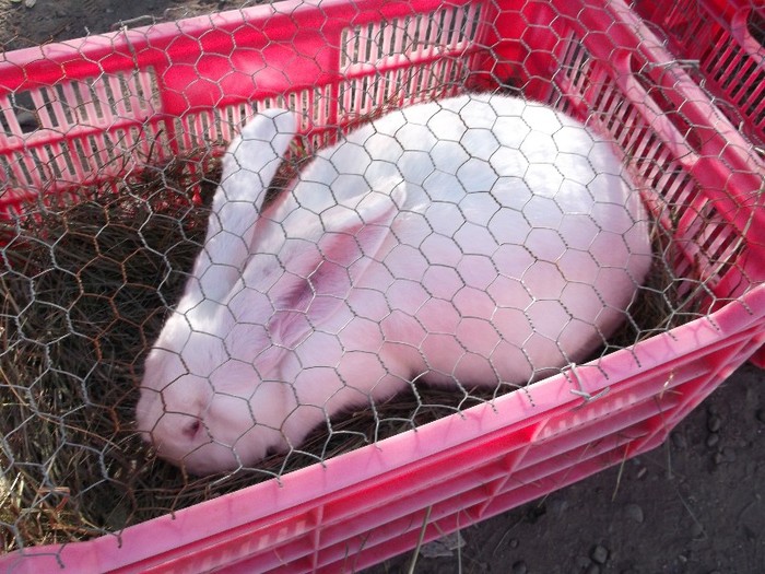 ASTA DA BARBAT ASTA DA BARBAT