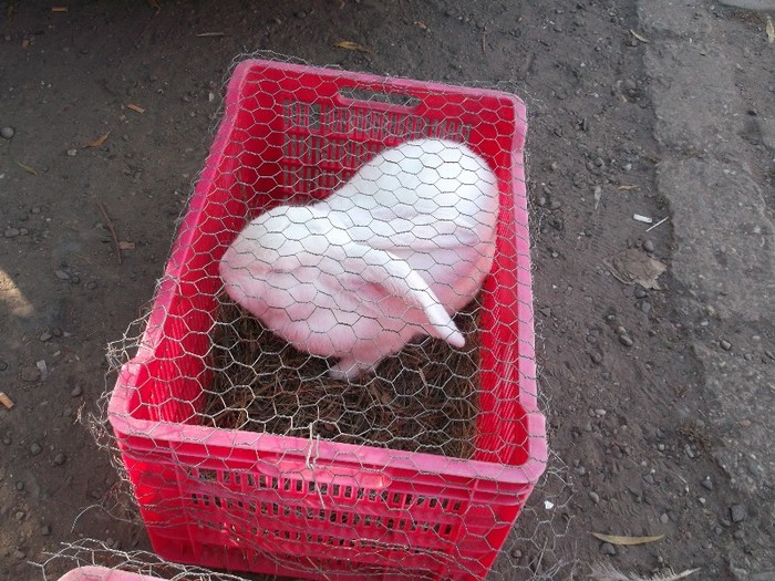 SUNT FRATELE LUI GEAMAN SUNT FRATELE LUI GEAMAN