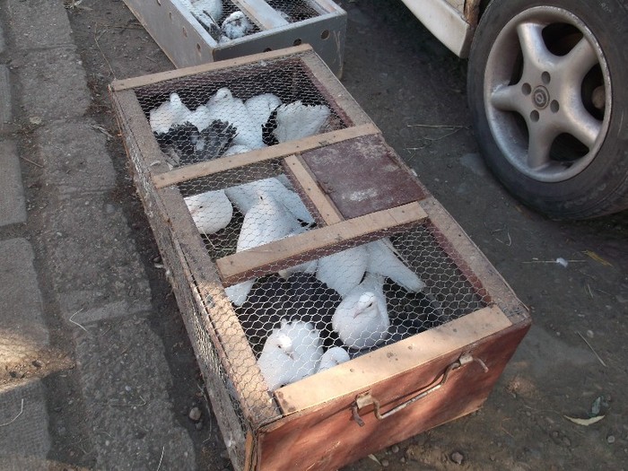 VOLTATI CU COADA-N VANT VOLTATI CU COADA-N VANT