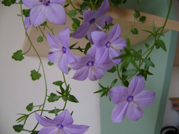 DSC09494 - Campanula si alte flori 2011