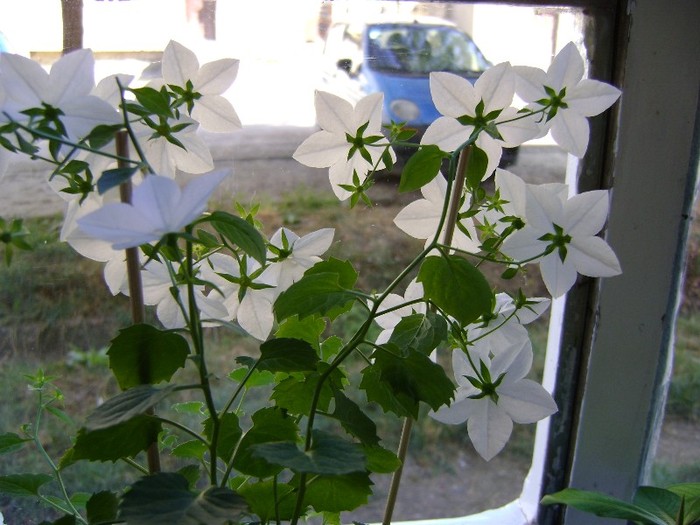 DSC08934 - Campanula si alte flori 2011