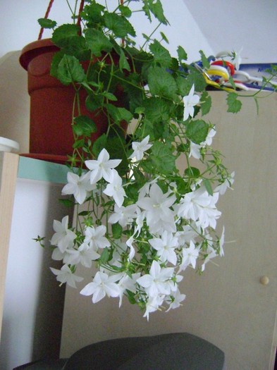 DSC08996 - Campanula si alte flori 2011