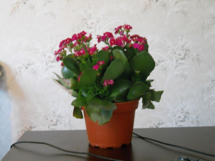 KALANCHOE - ALBUM 2011