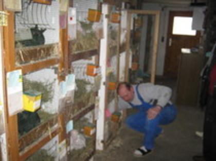 iepurii lui zarbl johan de vanzare